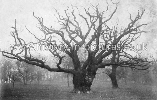 A Forest Giant, Fairmead, High Beech, Epping Forest, Essex. c.1905